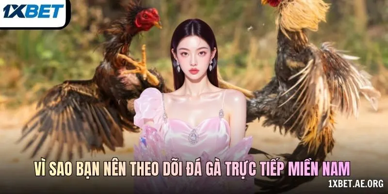 Vì sao bạn nên theo dõi Đá gà trực tiếp miền Nam 